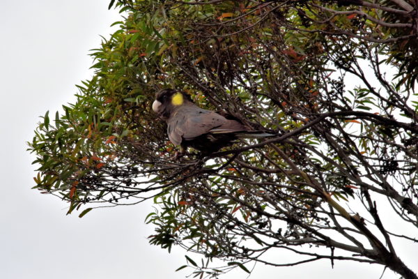 Yellow-Tailed Black Cockatoo in Wentworth Falls in Blue Mountains, Australia - Encircle Photos