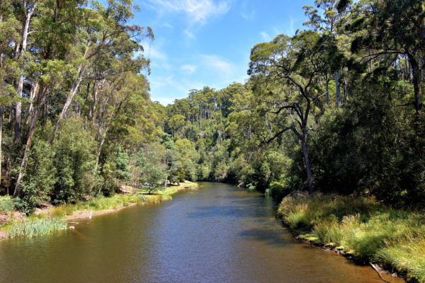 Tranquility of Fern Glade Reserve near Burnie, Australia - Encircle Photos