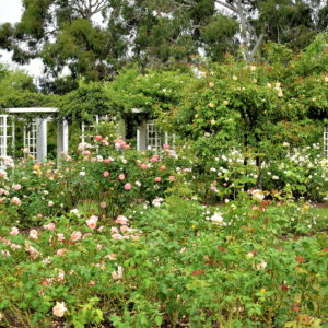 Rose Garden at Old Parliament House Gardens in Canberra, Australia - Encircle Photos