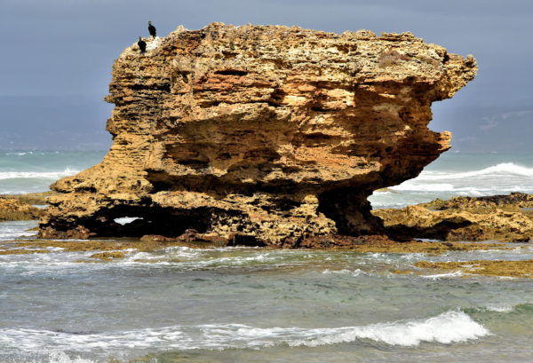 Table Rock at Aireys Inlet Beach on Great Ocean Road, Australia - Encircle Photos