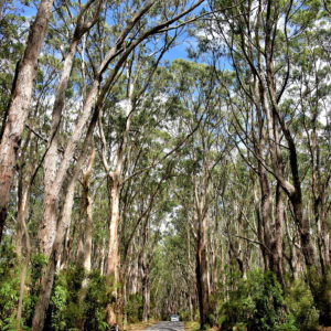 Canopy of Trees near Apollo Bay on Great Ocean Road, Australia - Encircle Photos
