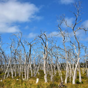 Ghost Forest near Cape Otway on Great Ocean Road, Australia - Encircle Photos