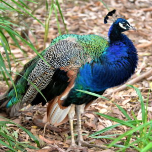 Indian Peacock at Churchill Island Heritage Farm near Phillip Island, Australia - Encircle Photos
