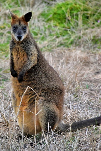 Wild Wallaby on Summerland Peninsula on Phillip Island, Australia - Encircle Photos