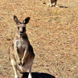 Pair of Kangaroos at Zoodoo Zoo in Richmond, Australia - Encircle Photos