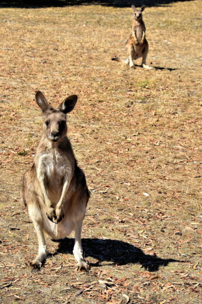 Pair of Kangaroos at Zoodoo Zoo in Richmond, Australia - Encircle Photos