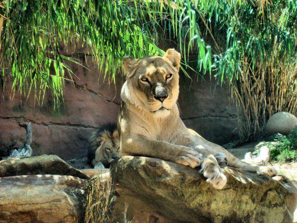 Female African Lioness with Male in Background at Taronga Zoo in Sydney, Australia - Encircle Photos