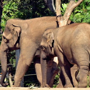 Asian Elephants at Taronga Zoo in Sydney, Australia - Encircle Photos