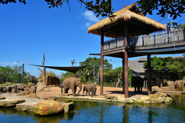 Cable Car over Asian Elephants at Taronga Zoo in Sydney, Australia - Encircle Photos