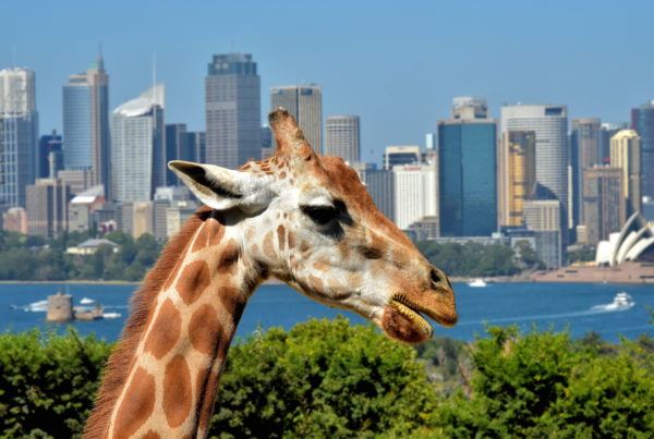 Giraffe Overlooking Skyline from Taronga Zoo in Sydney, Australia - Encircle Photos