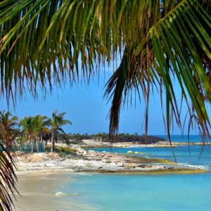 Couple Under Atlantic Coconut Palms at Great Stirrup Cay, Bahamas - Encircle Photos
