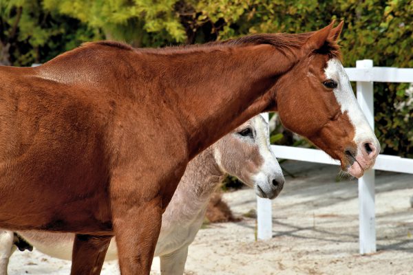 Friends Left Behind at Pegasus Ranch on Half Moon Cay, The Bahamas - Encircle Photos