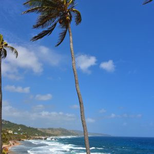 Palm Trees along Bathsheba Beach in Bathsheba, Barbados - Encircle Photos