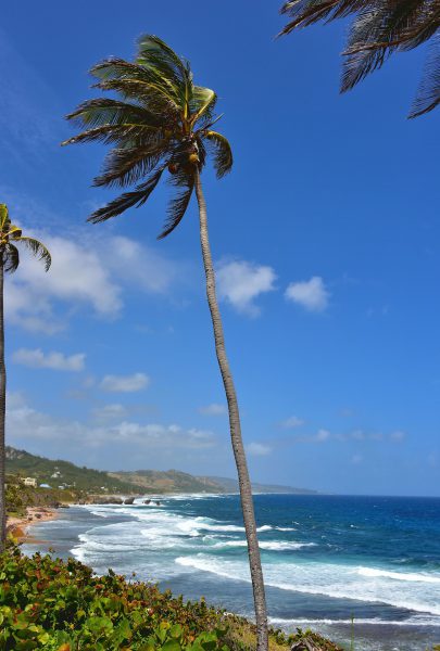 Palm Trees along Bathsheba Beach in Bathsheba, Barbados - Encircle Photos