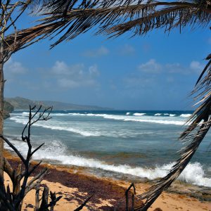Surfers’ Paradise on Bathsheba Beach in Bathsheba, Barbados - Encircle Photos