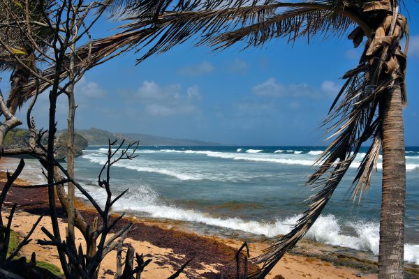 Surfers’ Paradise on Bathsheba Beach in Bathsheba, Barbados - Encircle Photos