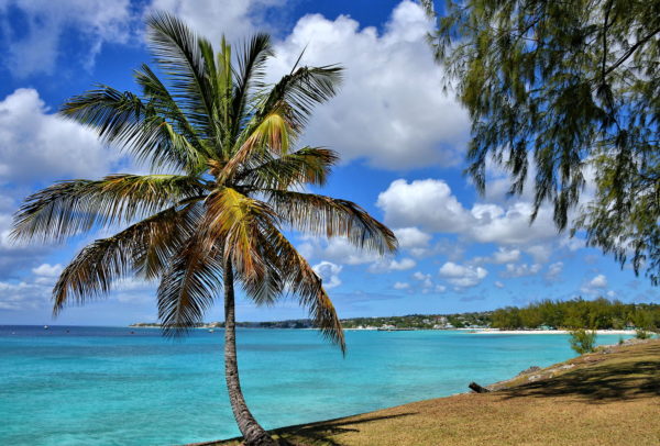 Famous Local Palm Tree in Oistins, Barbados - Encircle Photos