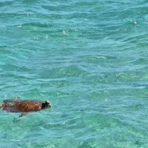 Sea Turtle Swimming at Oistins Pier in Oistins, Barbados - Encircle Photos