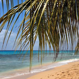 Palm Tree Canopy at Paynes Bay Beach in Saint James Parish, Barbados - Encircle Photos
