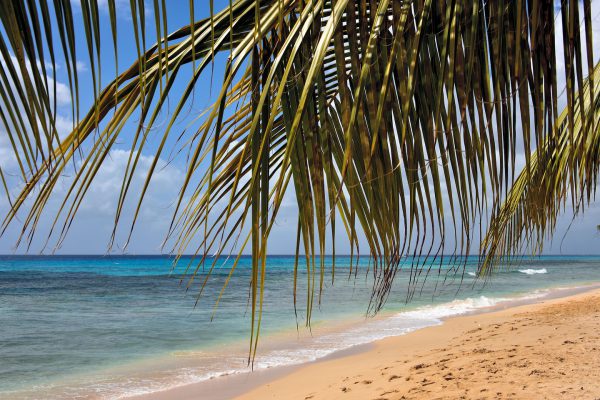 Palm Tree Canopy at Paynes Bay Beach in Saint James Parish, Barbados - Encircle Photos