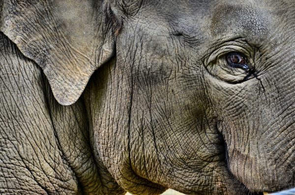 Close Up Profile of Asian Elephant at Antwerp Zoo in Antwerp, Belgium - Encircle Photos