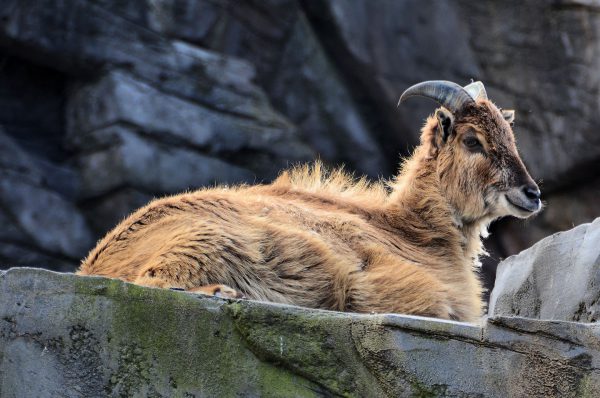 Himalayan Tahr Resting on Cliff at Antwerp Zoo in Antwerp, Belgium - Encircle Photos