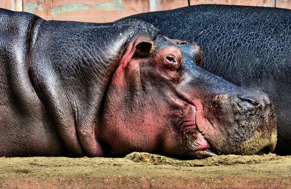 Resting Hippopotamus Close Up at Antwerp Zoo in Antwerp, Belgium - Encircle Photos