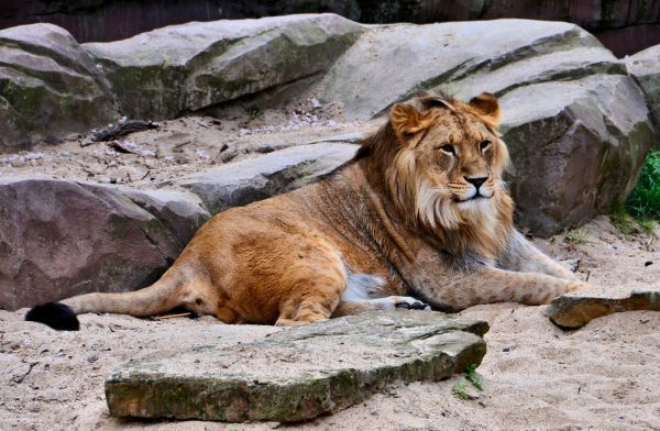Smiling Male Asiatic Lion at Antwerp Zoo in Antwerp, Belgium - Encircle Photos