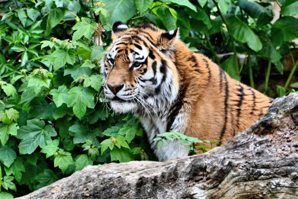 Siberian Tiger Profile at Antwerp Zoo in Antwerp, Belgium - Encircle Photos