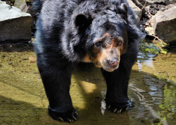 Spectacled Bear Standing in Water at Antwerp Zoo in Antwerp, Belgium - Encircle Photos