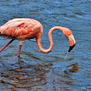 Close Up of Flamingo Feeding North of Kralendijk, Bonaire - Encircle Photos