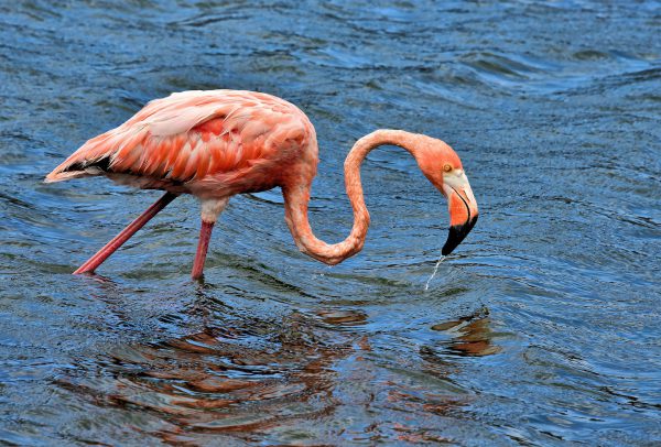 Close Up of Flamingo Feeding North of Kralendijk, Bonaire - Encircle Photos