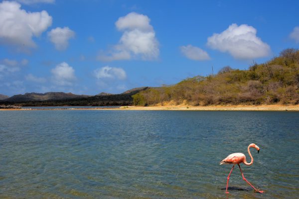 Flamingo at Lake Gotomeer North of Kralendijk, Bonaire - Encircle Photos