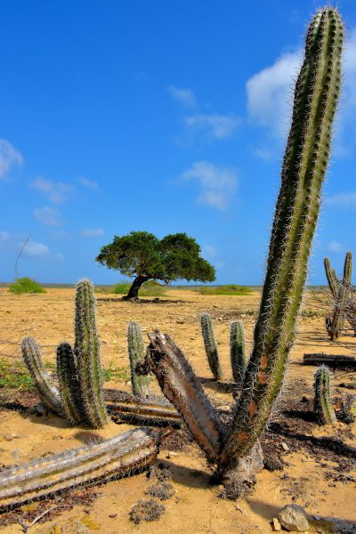 Yatu Cactus and Divi-divi Tree North of Kralendijk, Bonaire - Encircle Photos