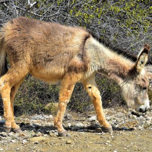 Wild Donkey South of Kralendijk, Bonaire - Encircle Photos