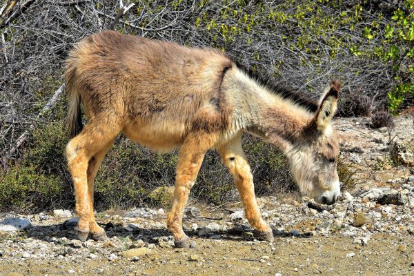 Wild Donkey South of Kralendijk, Bonaire - Encircle Photos