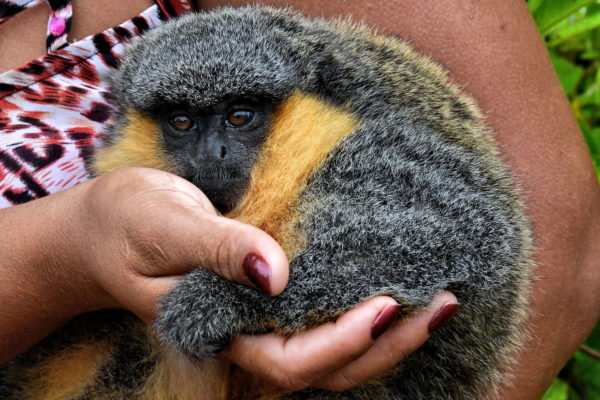 Capuchin Monkey in Boca da Valeria, Brazil - Encircle Photos