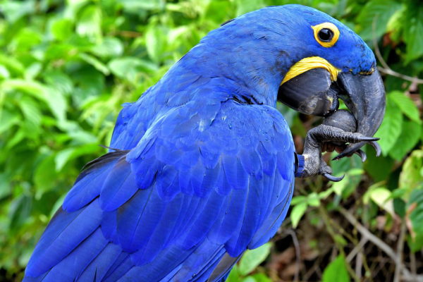 Hyacinth Macaw in Boca da Valeria, Brazil - Encircle Photos