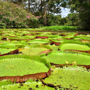 Water Lilies in Boca da Valeria, Brazil - Encircle Photos
