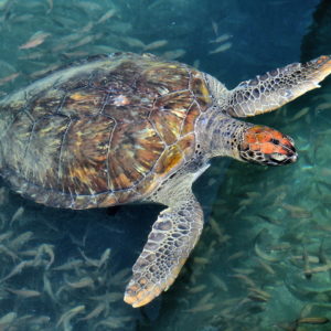 Sea Turtle along Fishermen’s Pier in Búzios, Brazil - Encircle Photos