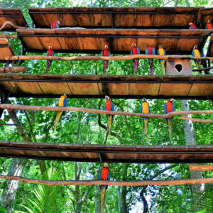 Macaws at Parque das Aves in Foz do Iguaçu, Brazil - Encircle Photos