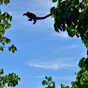 Airborne Capuchin Monkey at Iguaçu Falls in Foz do Iguaçu, Brazil - Encircle Photos