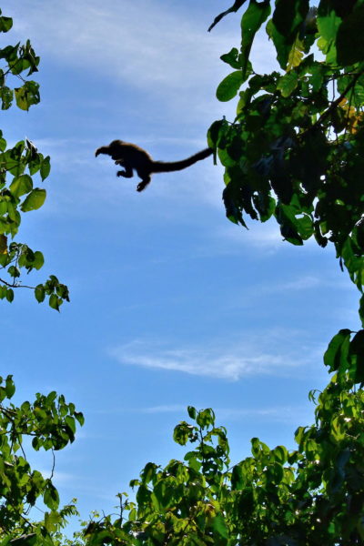 Airborne Capuchin Monkey at Iguaçu Falls in Foz do Iguaçu, Brazil - Encircle Photos