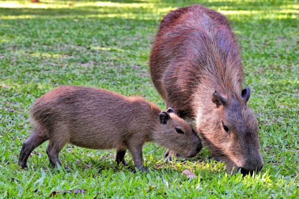 Mother Capybara with Child at Iguaçu Falls in Foz do Iguaçu, Brazil - Encircle Photos