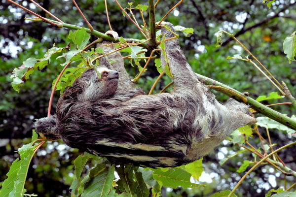 Suspended Brown-throated Sloth in Amazon Rainforest, Manaus, Brazil - Encircle Photos