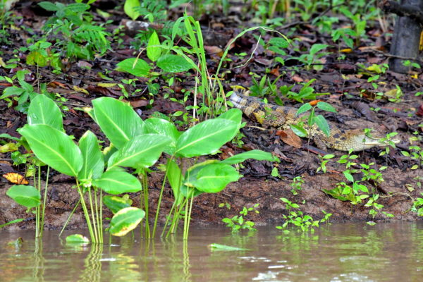 Caiman Waiting to Ambush in Amazon Rainforest, Manaus, Brazil - Encircle Photos