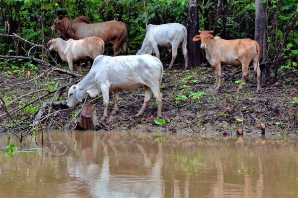 Cattle Grazing in Amazon Rainforest, Manaus, Brazil - Encircle Photos