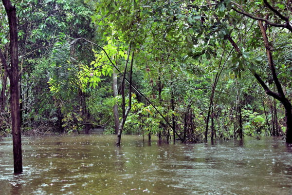 Facts about Amazon Rainforest, Manaus, Brazil - Encircle Photos