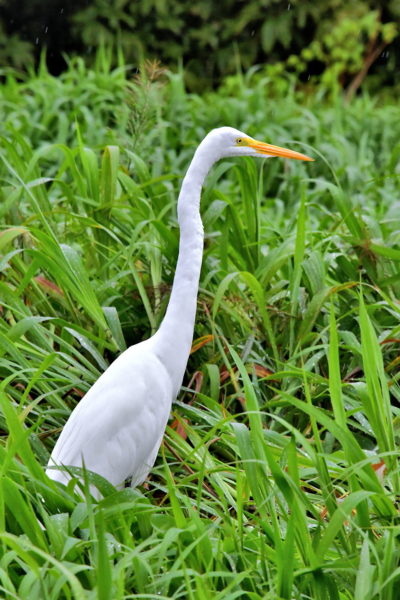 Stalking Great White Egret in Amazon Rainforest, Manaus, Brazil - Encircle Photos