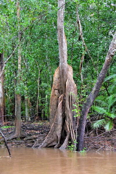 Kapok Tree in Amazon Rainforest, Manaus, Brazil - Encircle Photos